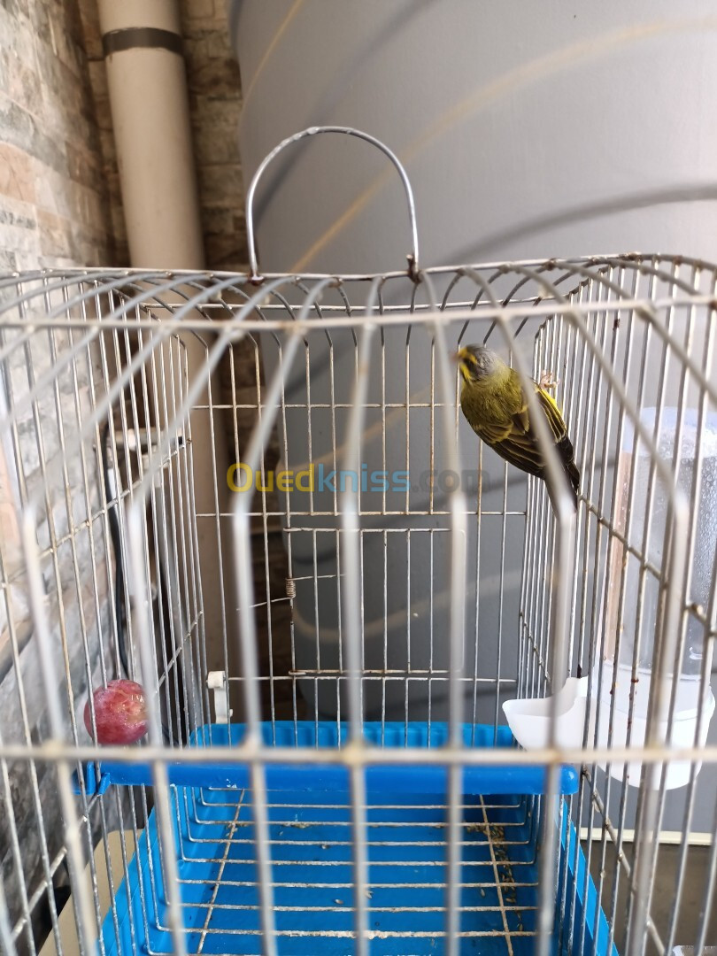 Couple serin mozambique