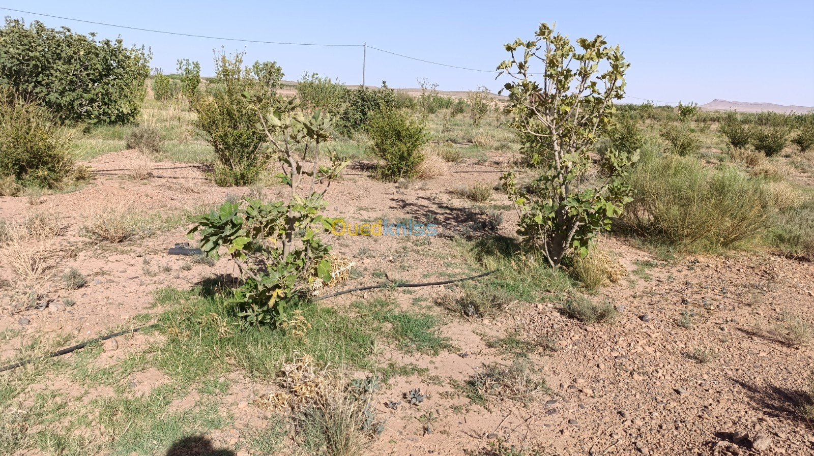 Vente Terrain Agricole Laghouat Ain madhi