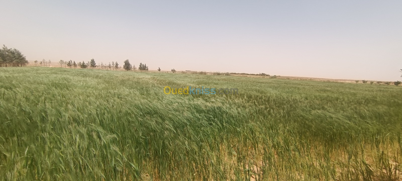 Vente Terrain Agricole Laghouat Sidi makhlouf