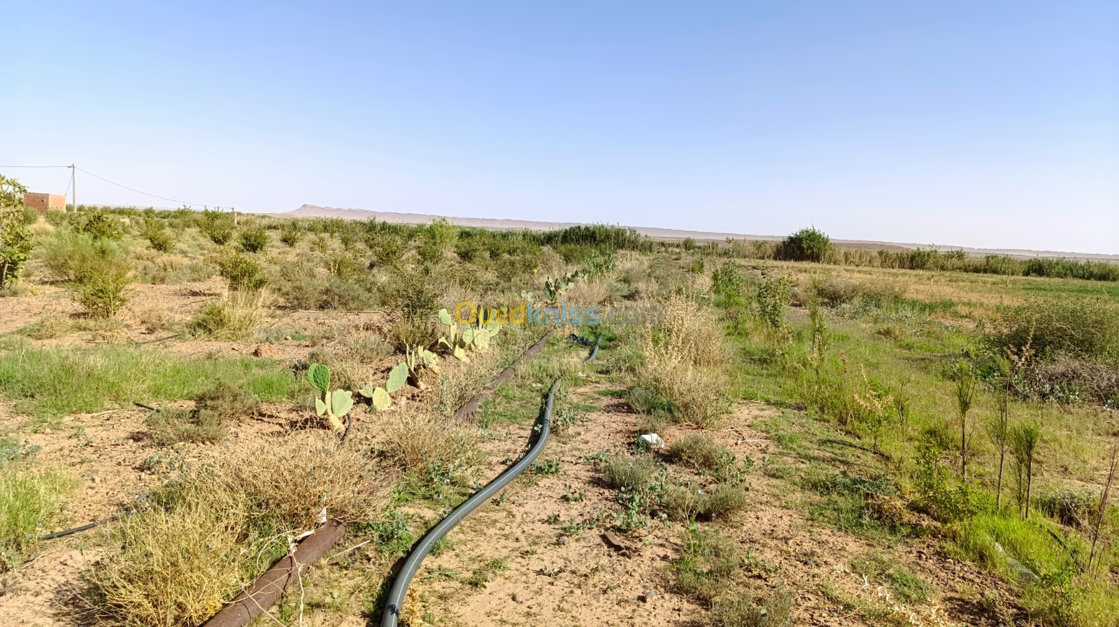 Vente Terrain Agricole Laghouat Ain madhi