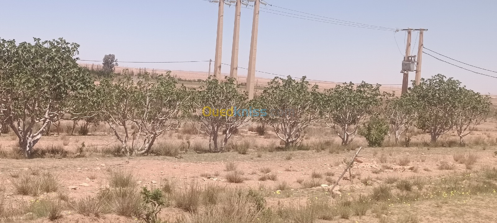 Sell Land Laghouat Sidi makhlouf