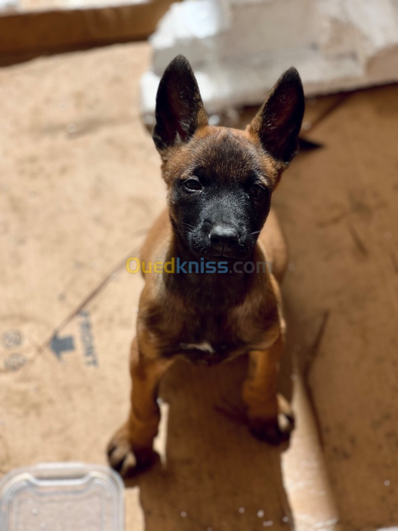 Malinois