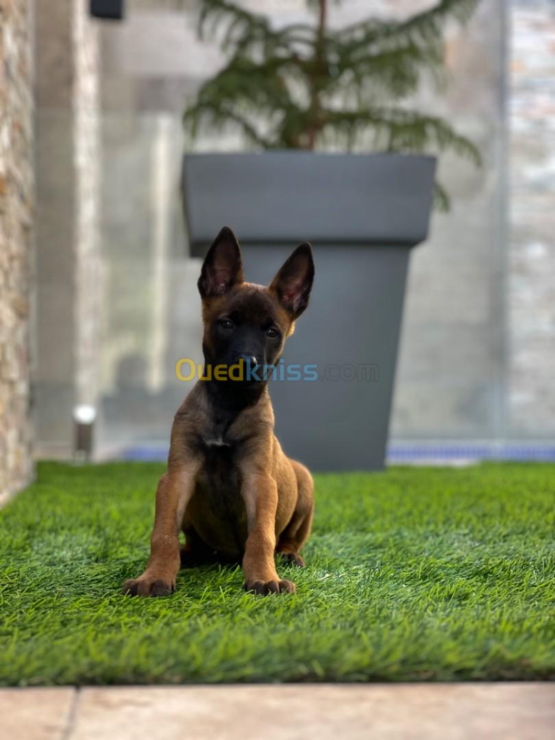 Malinois pur ras toop