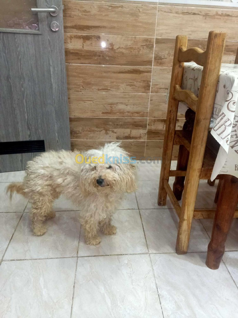 Caniche Bichon maltais 2 ans