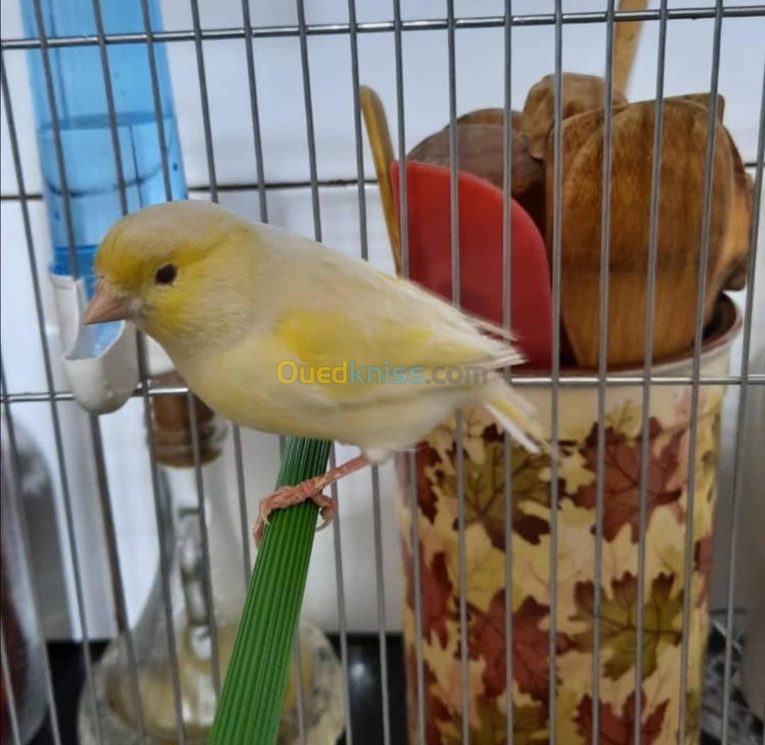 بيع عصافير كاناري Vends des Canaris 