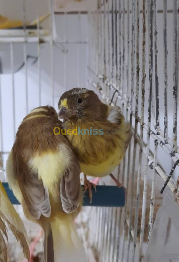 بيع عصافير كاناري Vends des Canaris 