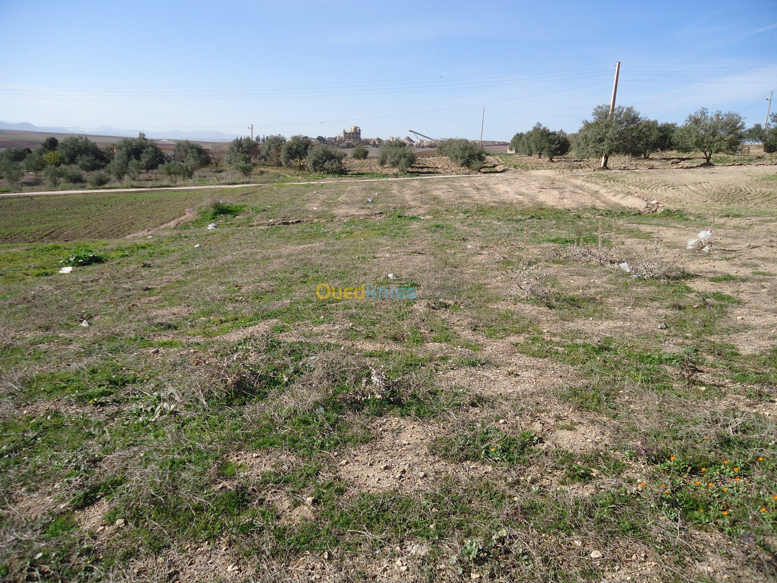 Vente Terrain Bouira El hachimia