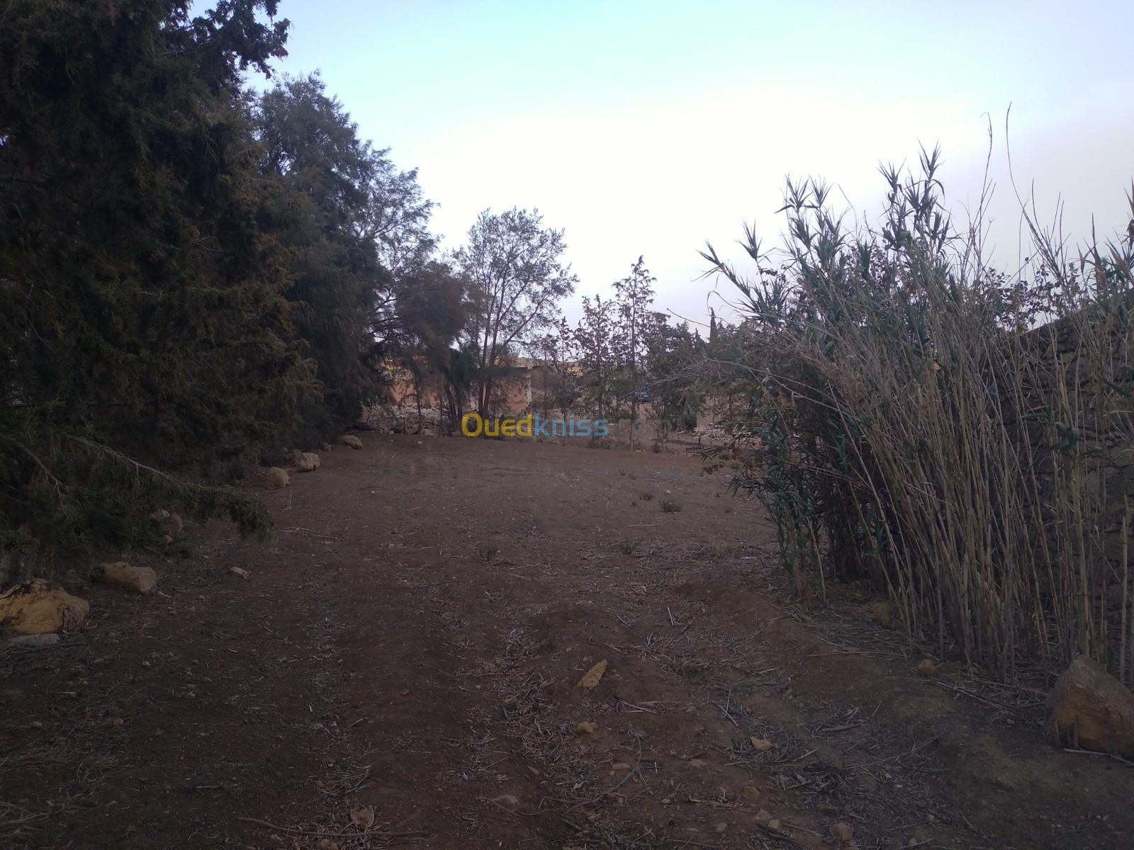 Vente Terrain Agricole Relizane Sidi mhamed ben ali