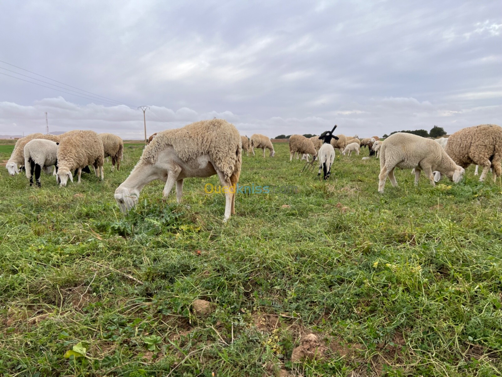 Vente Terrain Agricole Tiaret Ksar chellala