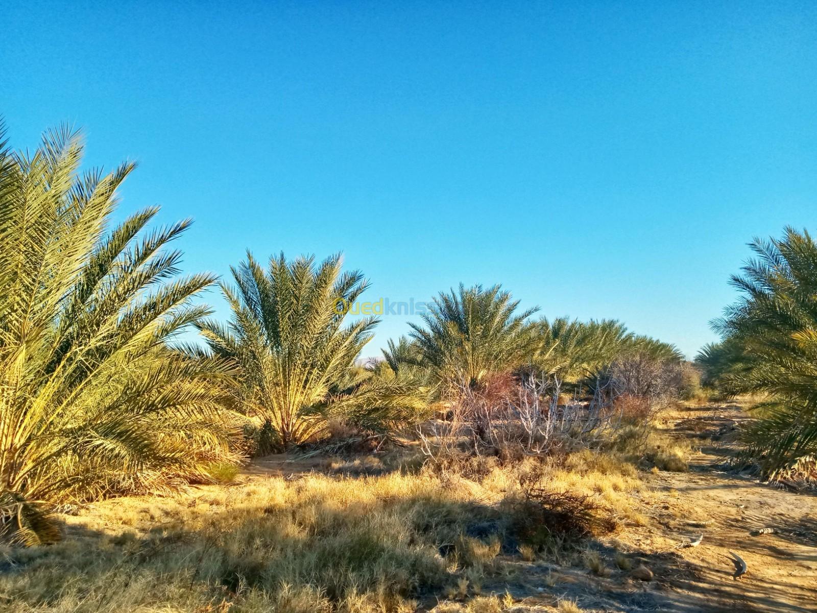 Vente Terrain Agricole Biskra Sidi okba