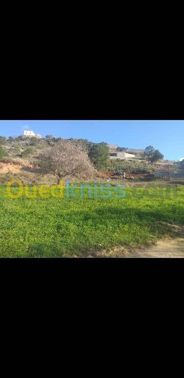 Vente Terrain Tlemcen Ghazaouet