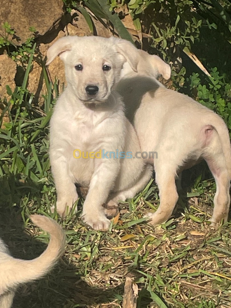 Vente de chiots Labrador