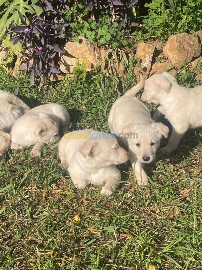 Vente de chiots Labrador