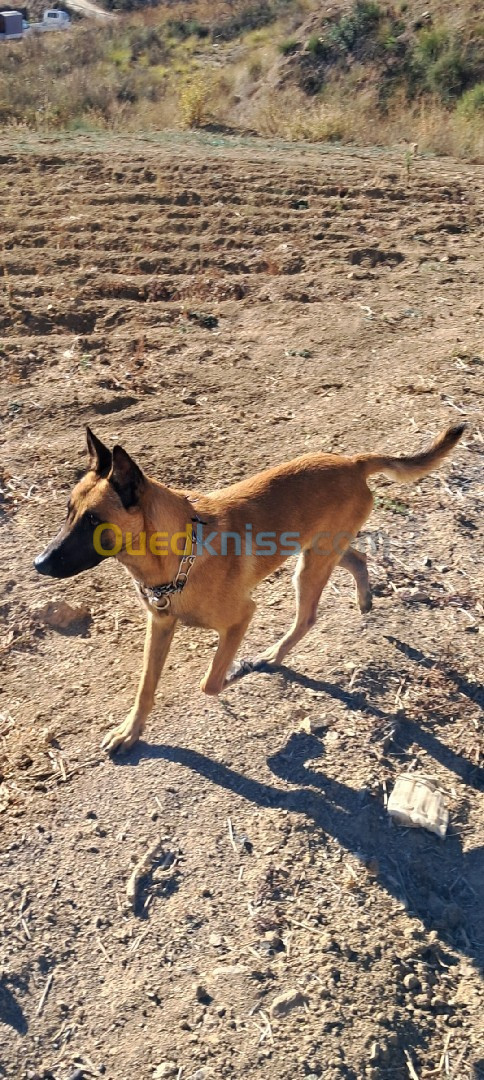 Chiots malinois 