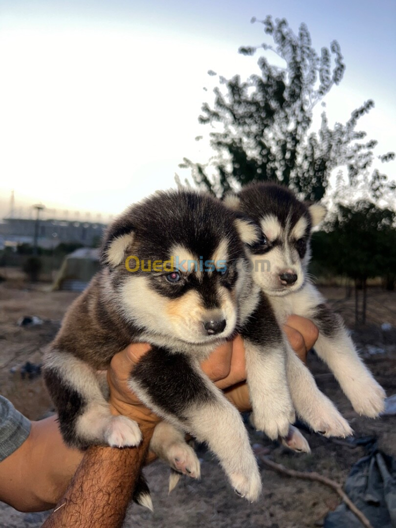 Chiots husky