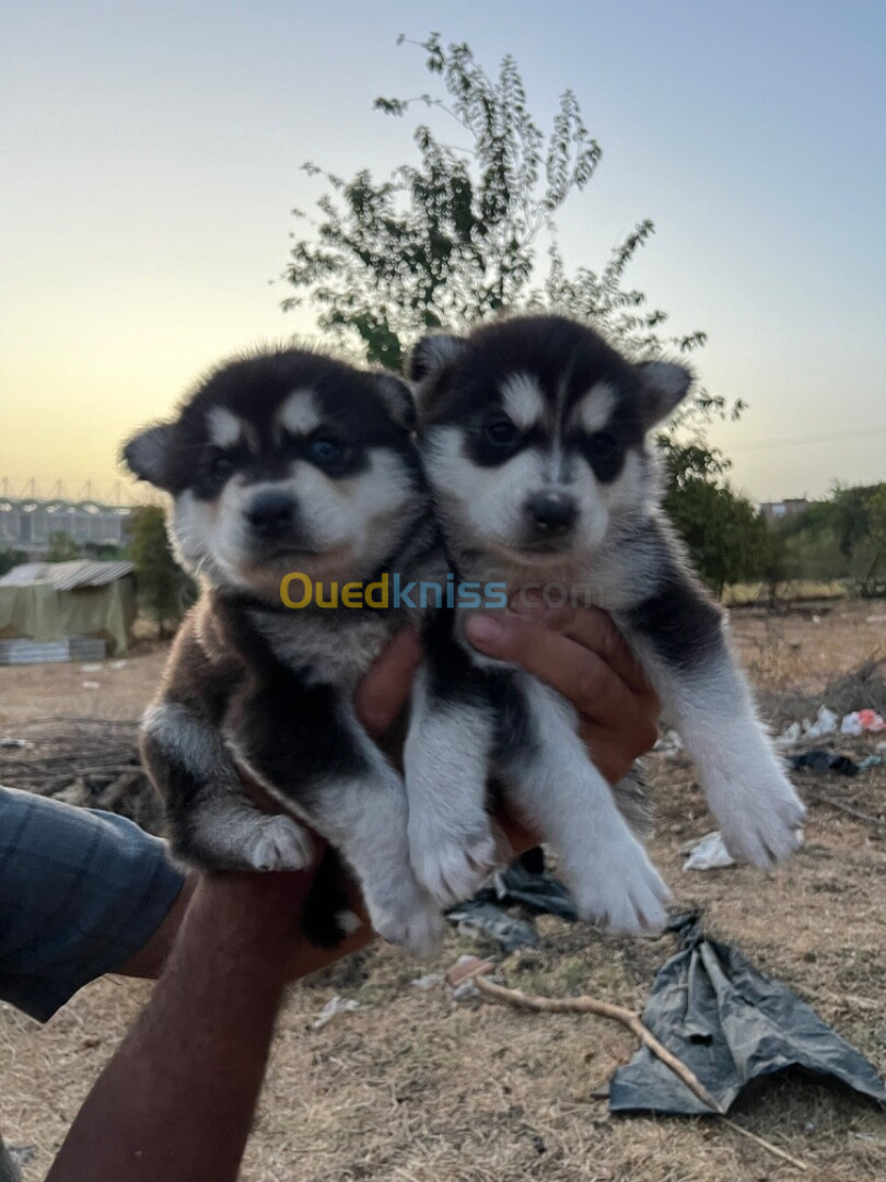 Chiots husky