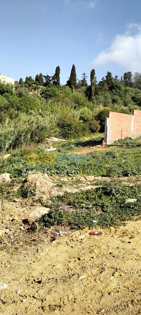 Vente Terrain Tipaza Cherchell