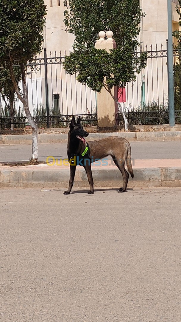 Femmelle malinois 8 mois 