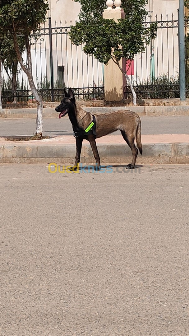 Femmelle malinois 8 mois 