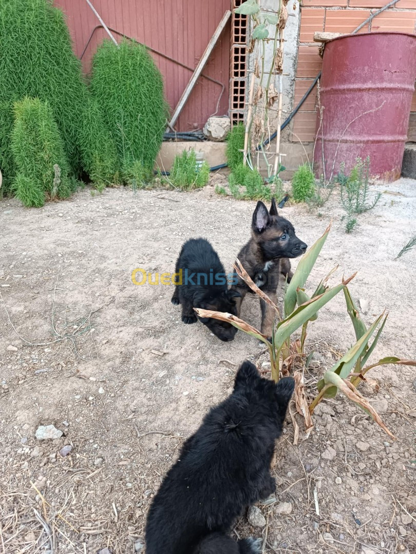 Femelle malinois et ses trois chiots 