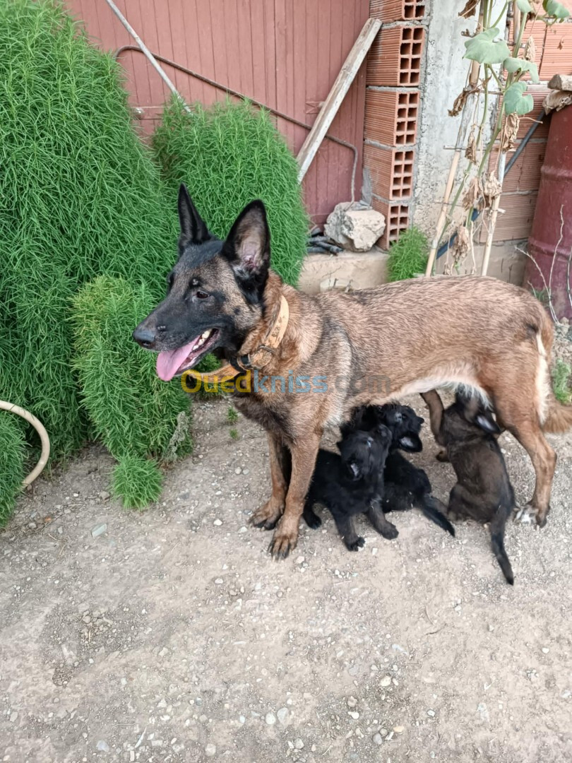 Femelle malinois et ses trois chiots 