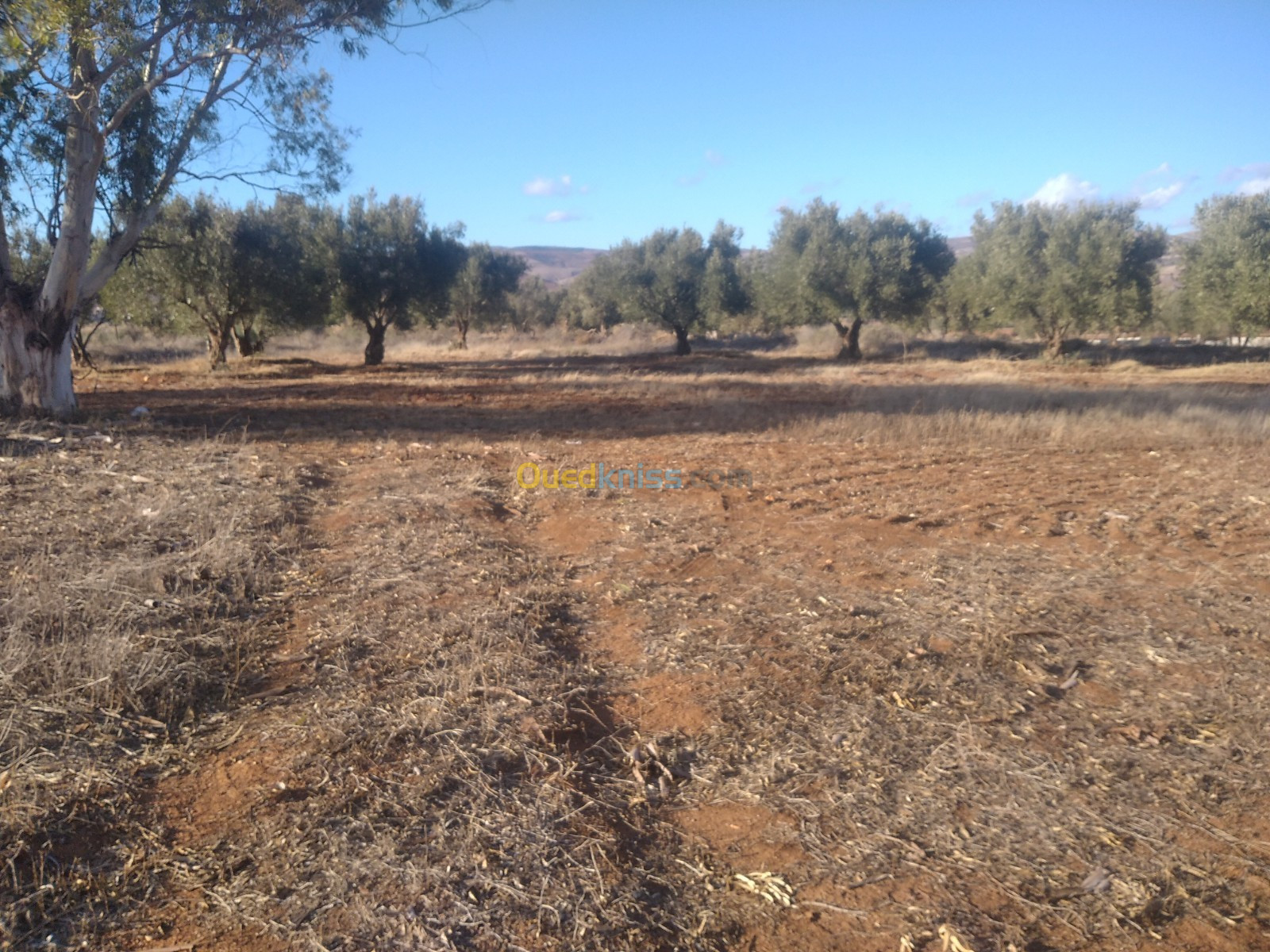 Vente Terrain Tlemcen El fehoul