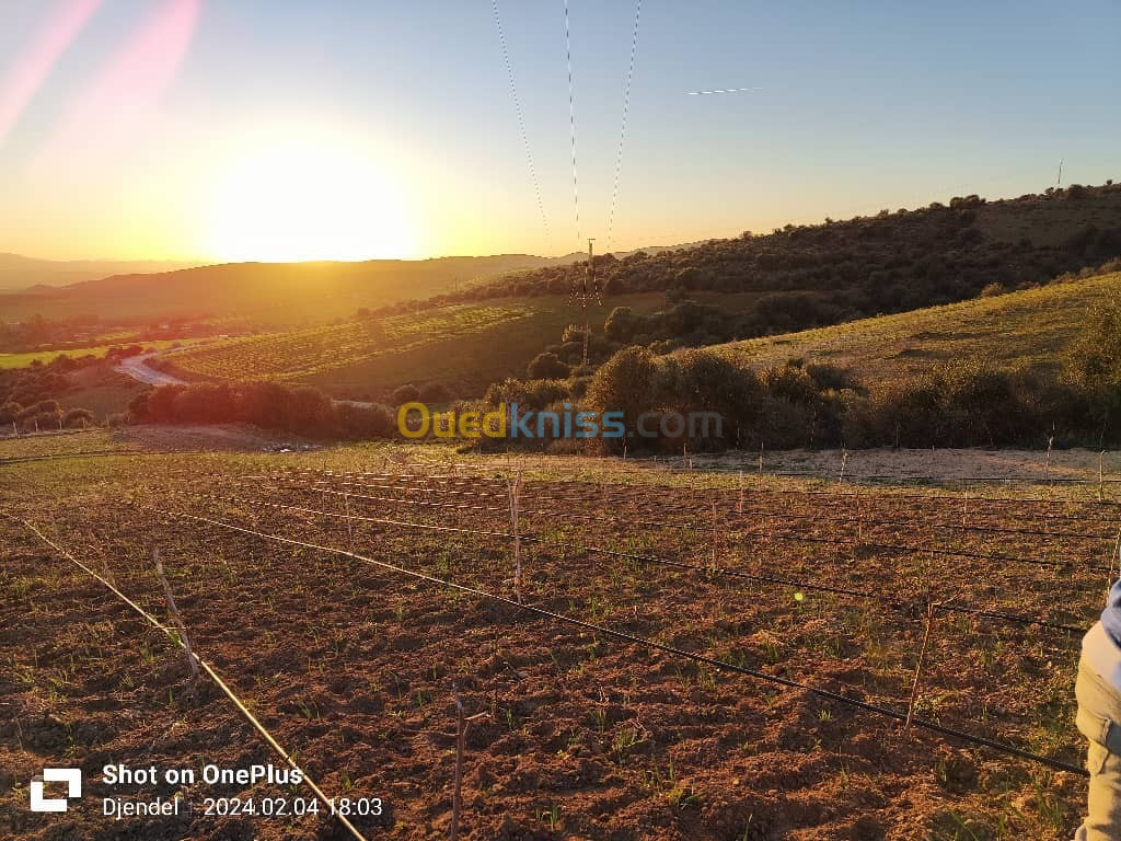 Vente Terrain Agricole Aïn Defla Djendel