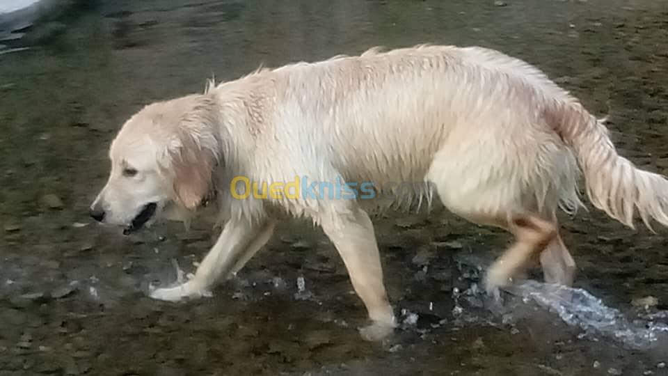 Femelle golden retriever 