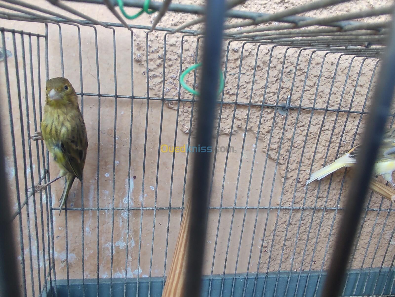 Canari ordinaire en gros