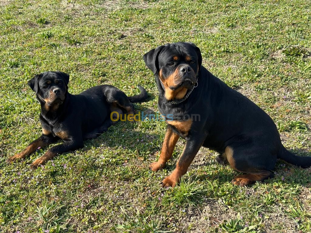 Chiots rottweiler LOF français 