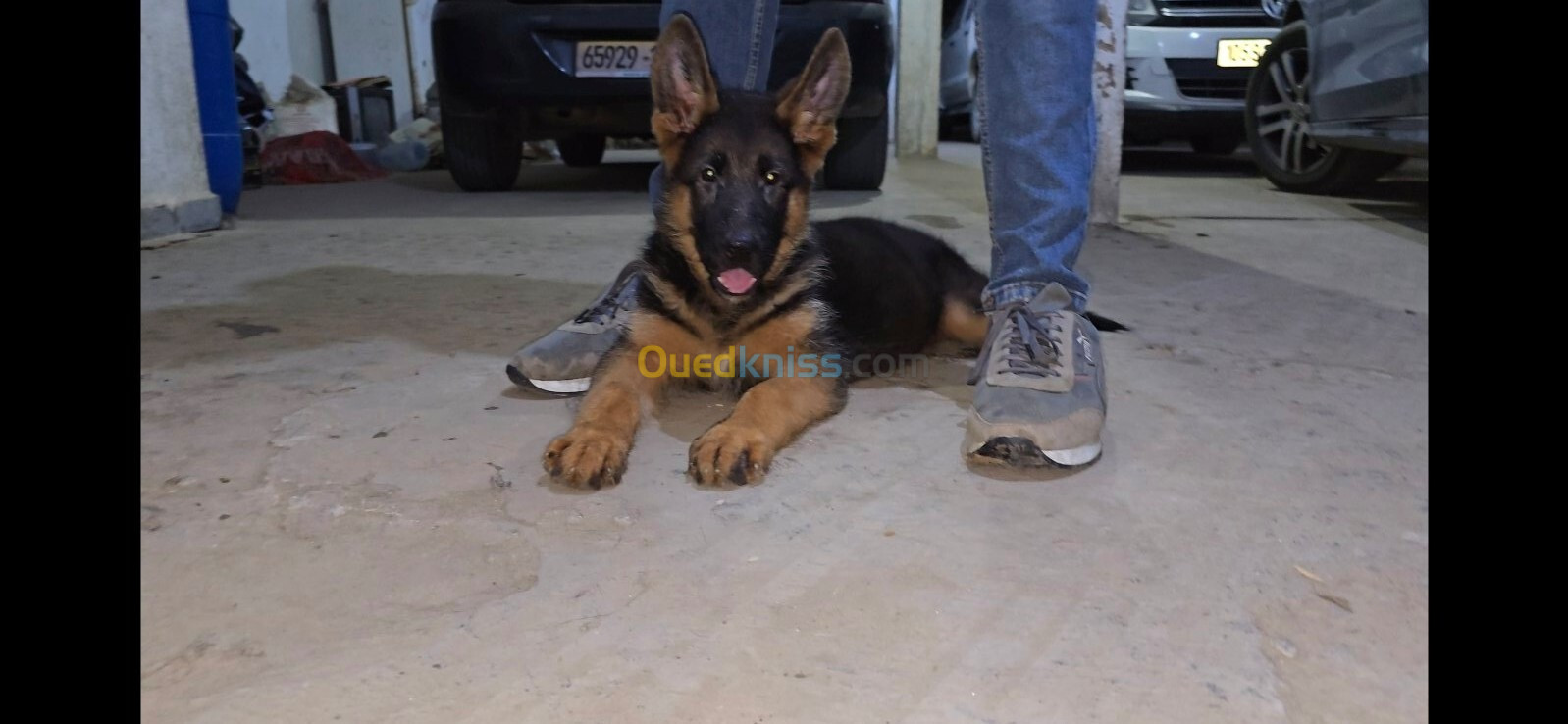 Chiot femelle berger allemand 