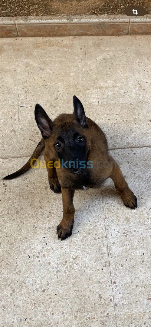 Chien malinois