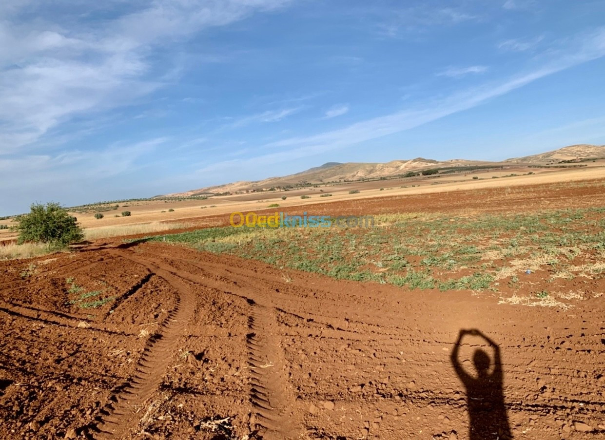 Vente Terrain Agricole Aïn Témouchent Hammam bouhadjar