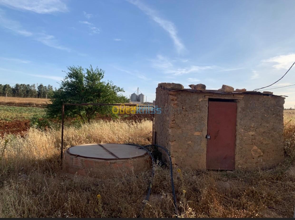 Vente Terrain Agricole Aïn Témouchent Hammam bouhadjar