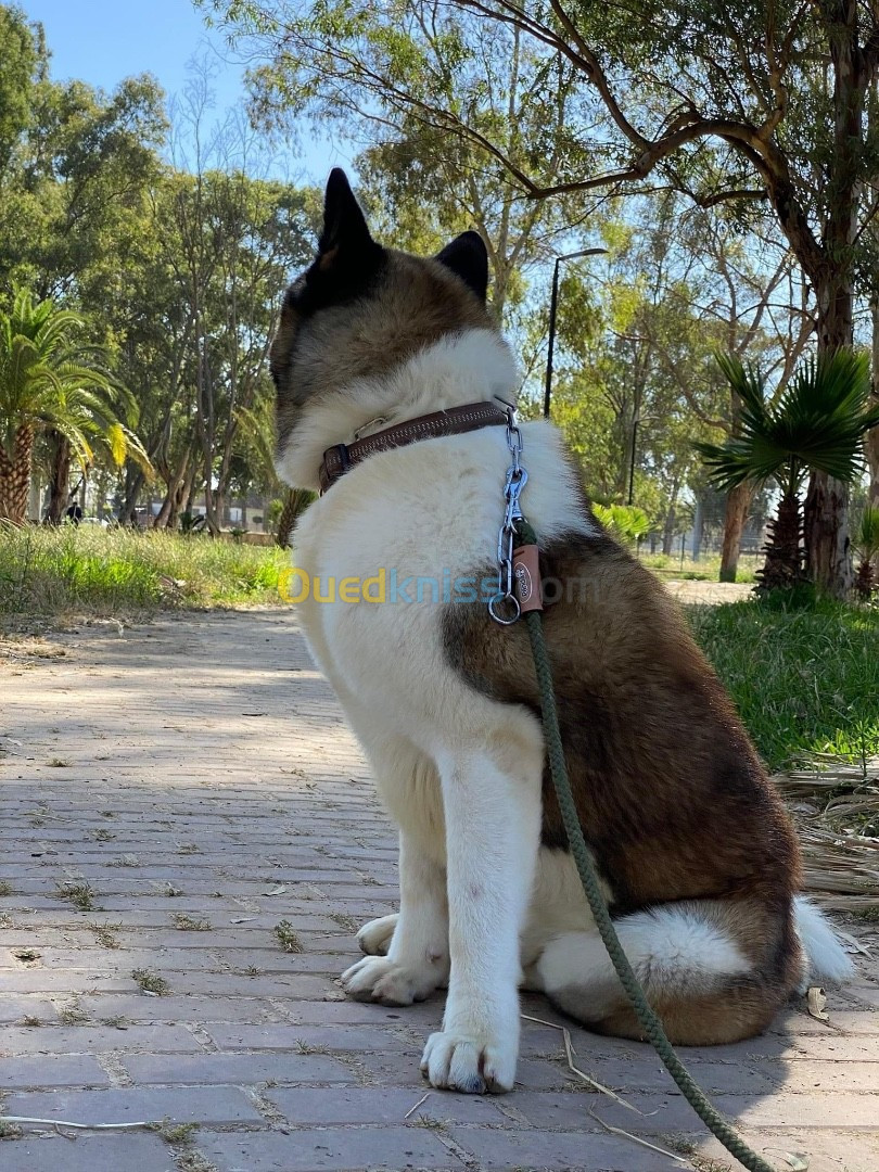 Chiot akita americain