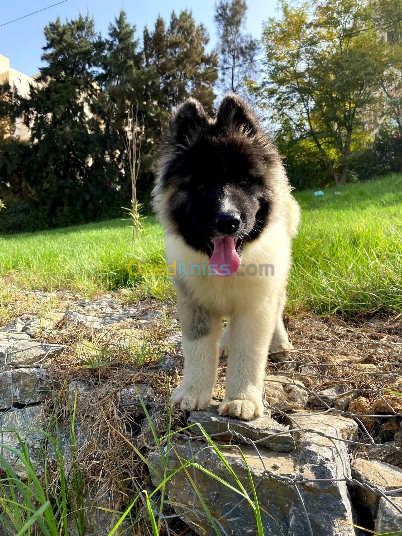 Chiot akita americain