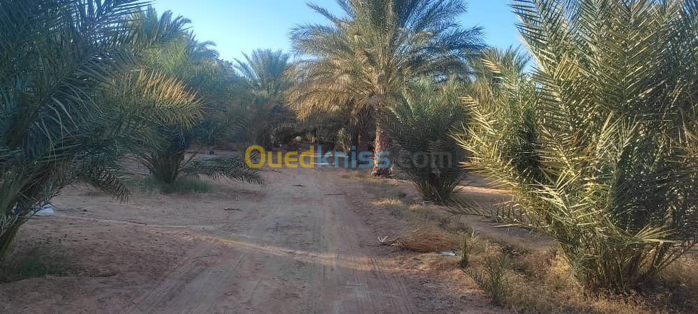 Vente Terrain Agricole Ouargla Hassi ben abdellah