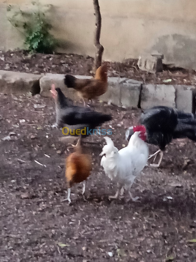 Poules de ferme