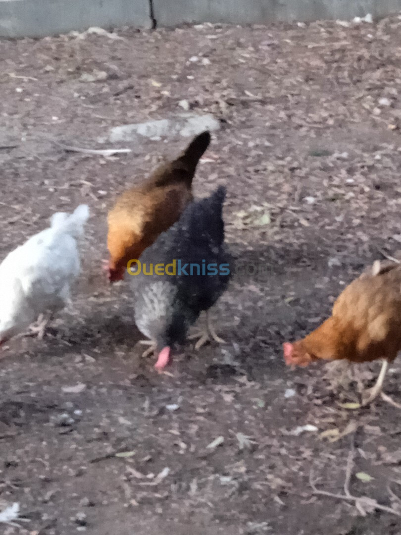 Poules de ferme