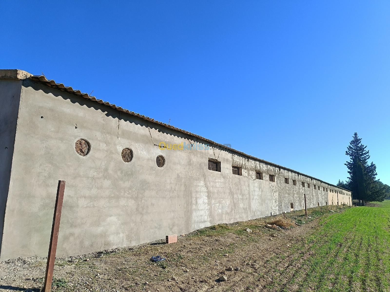 Location Hangar Sétif Mezloug