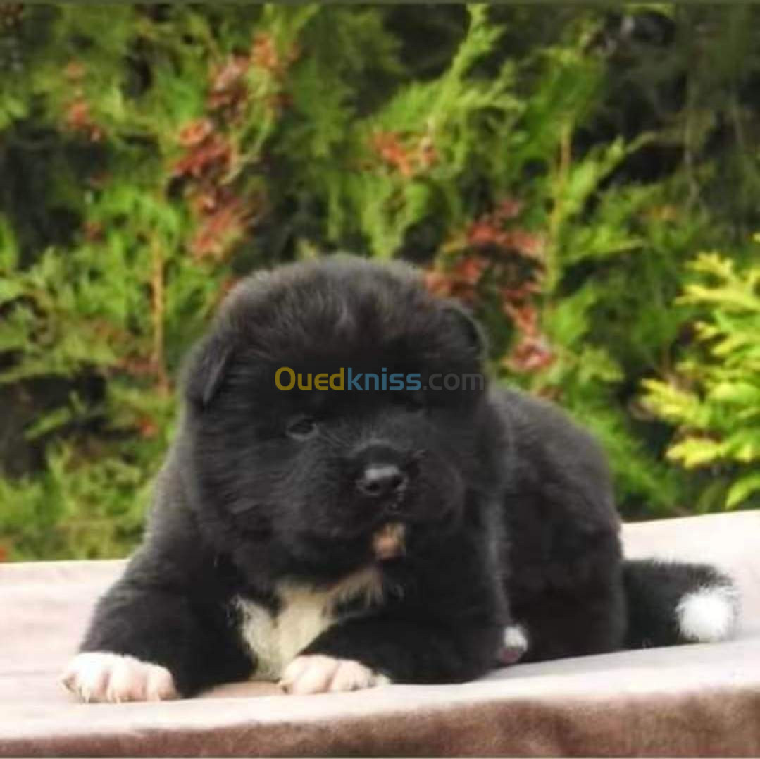 Chiots Akita américain 