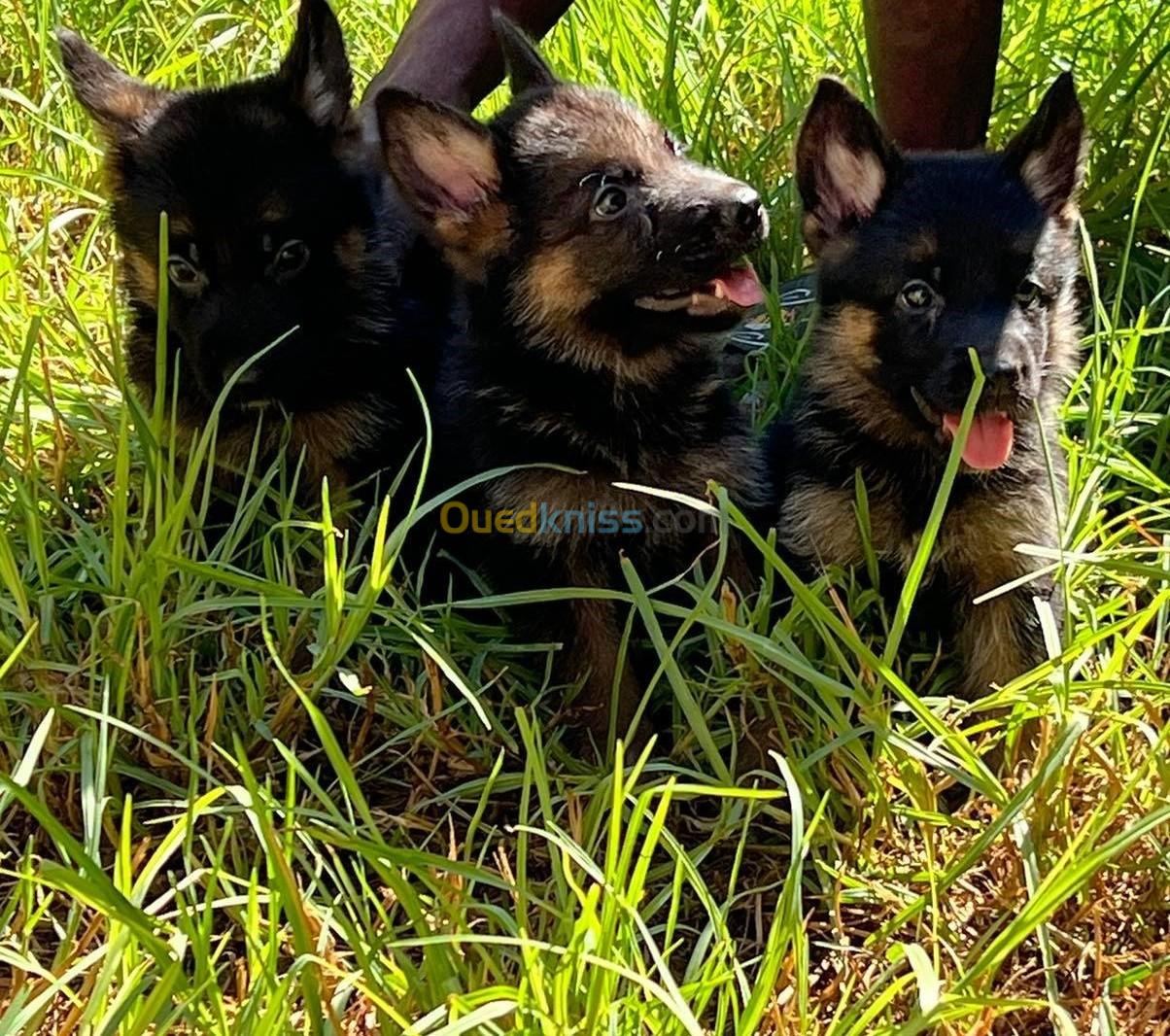 Chiots Berger Allemand 