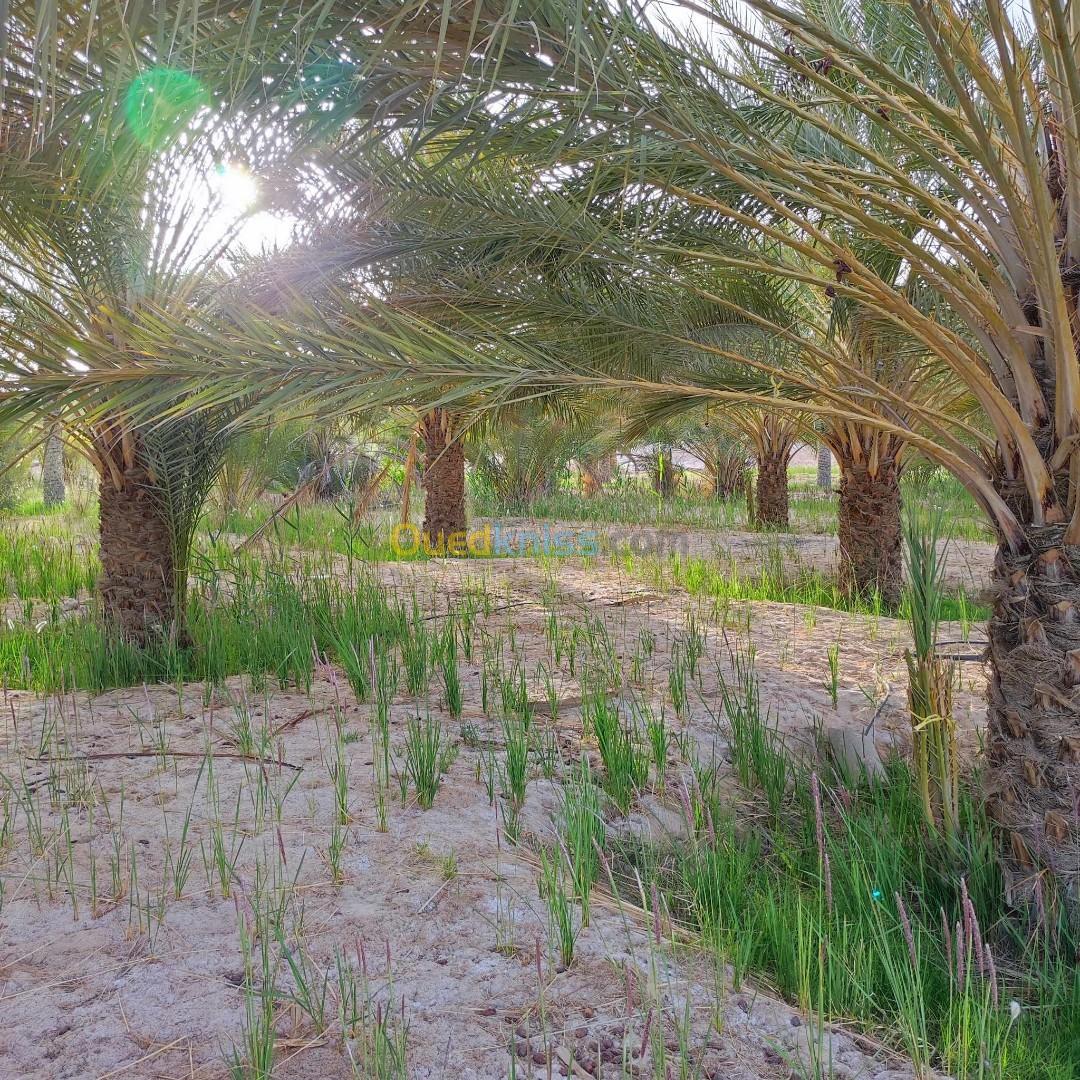 Vente Terrain Agricole Biskra Tolga