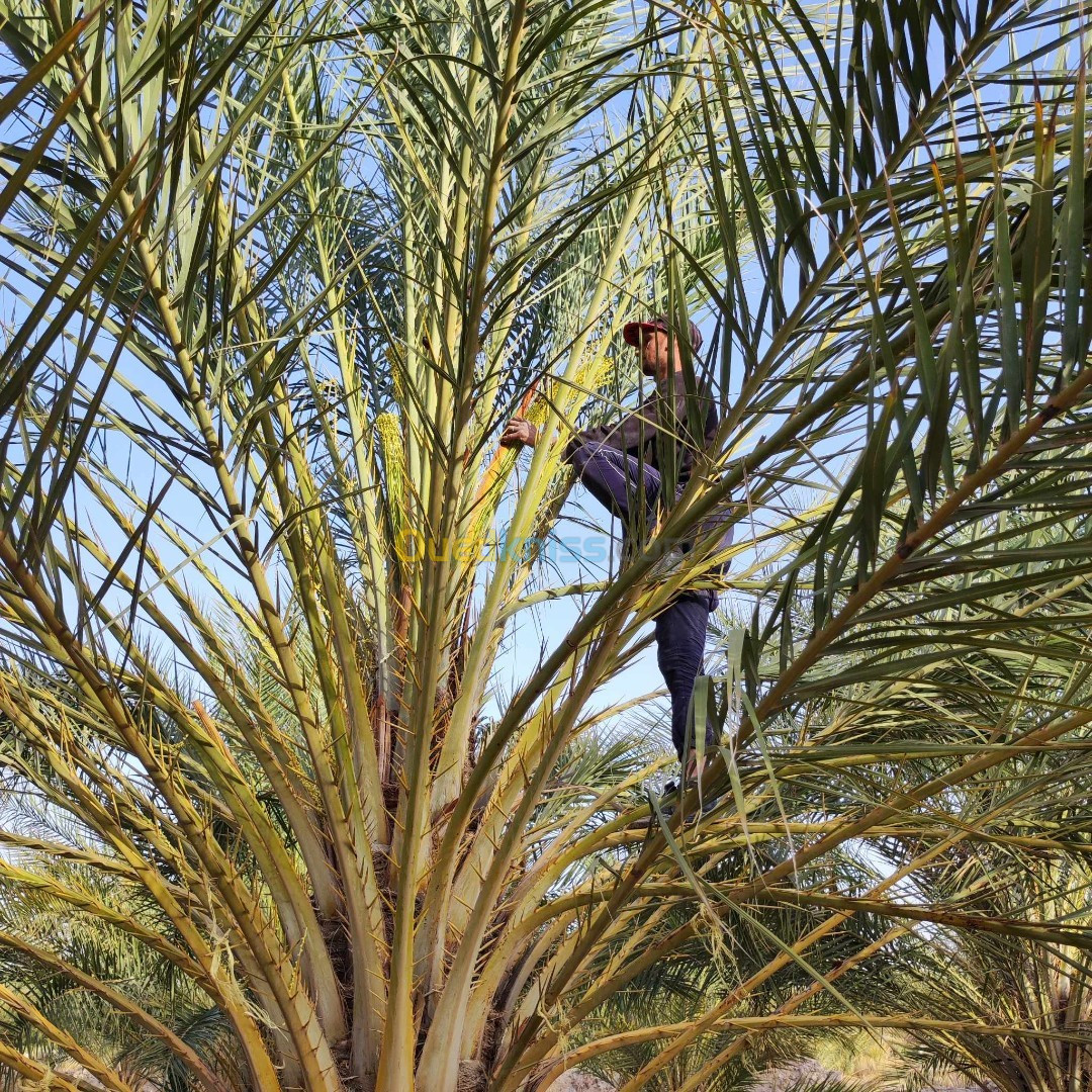 Vente Terrain Agricole Biskra Tolga