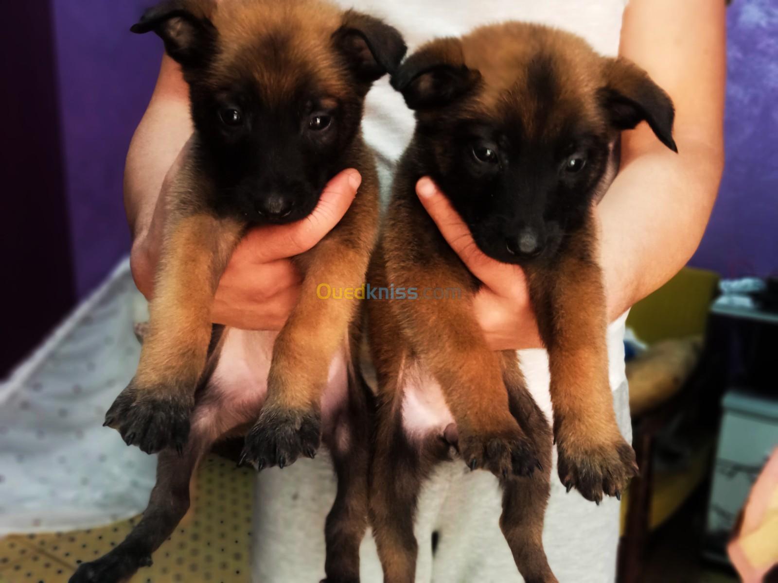 Couple chiotte malinois charbonnier masque noir 2 mois 