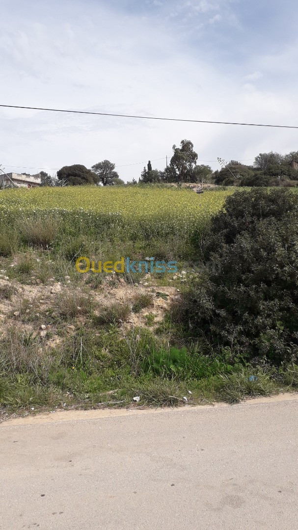 Vente Terrain Ain temouchent Oulhaca el gheraba