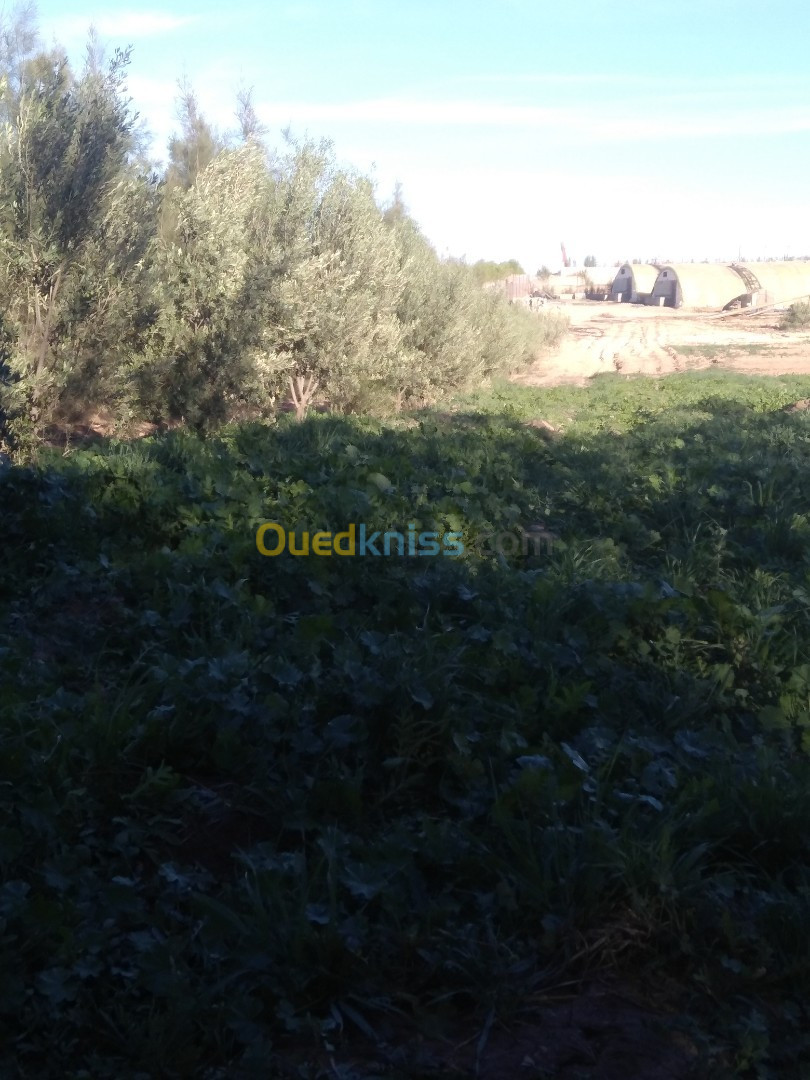 Vente Terrain Agricole Sidi Bel Abbès Hassi dahou