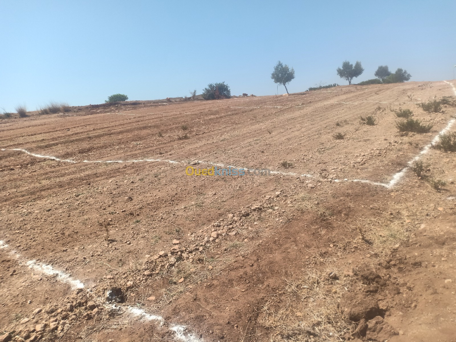 Vente Terrain Mostaganem Sidi lakhdaara