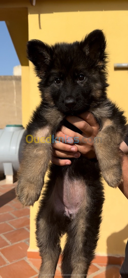 Chiot berger allemand femelle 