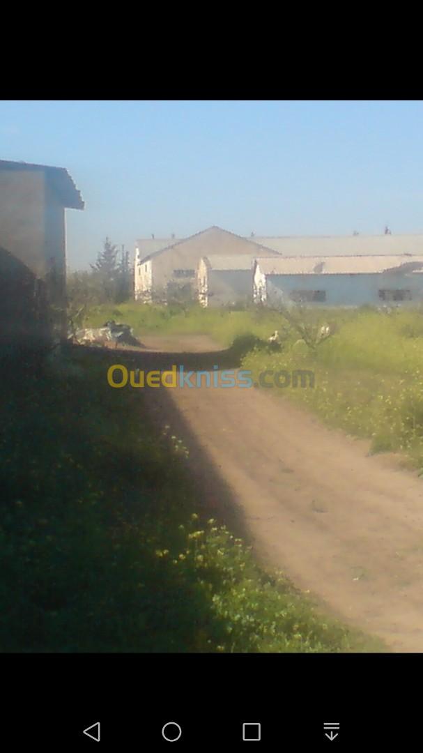 Location Hangar Mostaganem Ouled el kheir